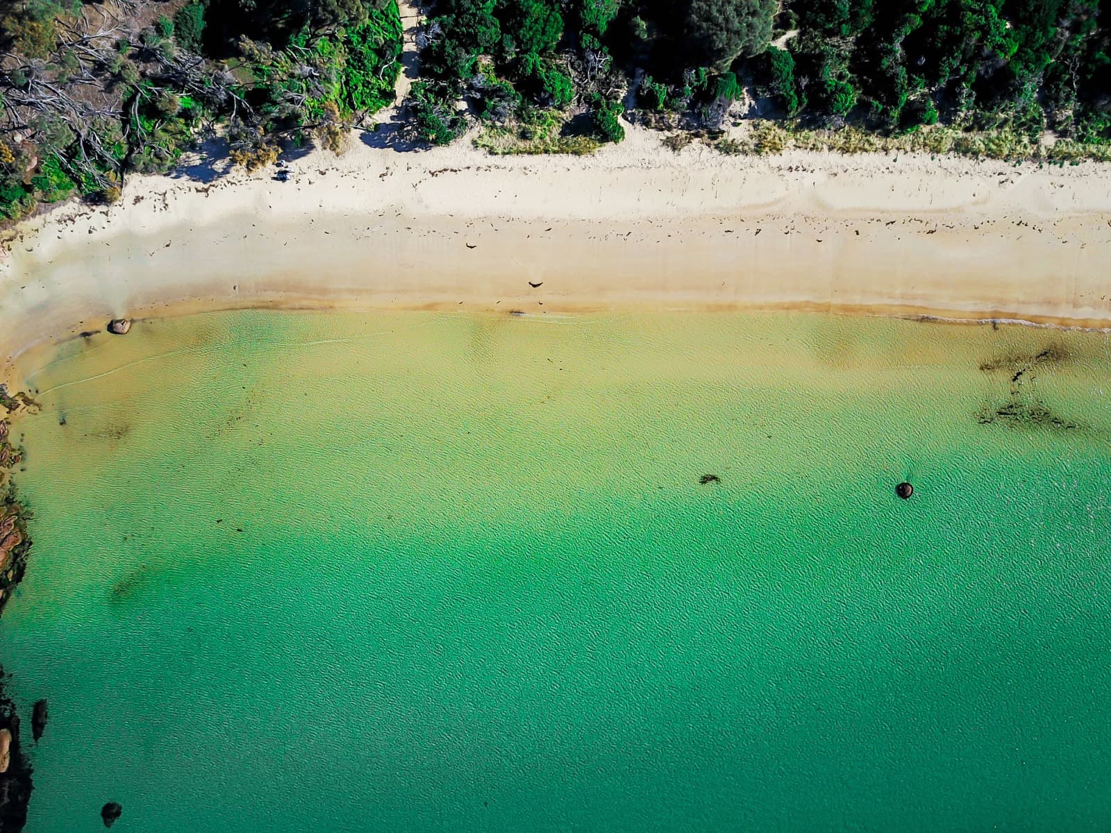 Flinders Island, Tasmania — where Kunzea grows wild